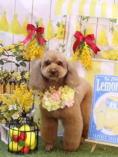 20240427服部　マロンちゃん